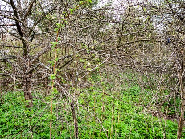 Underbrush Clearing in Gary