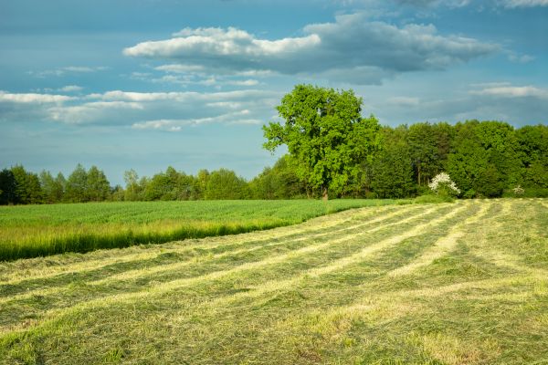 Cost of Vegetation Removal in Gary