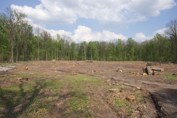 Cost of Pasture Clearing in Gary