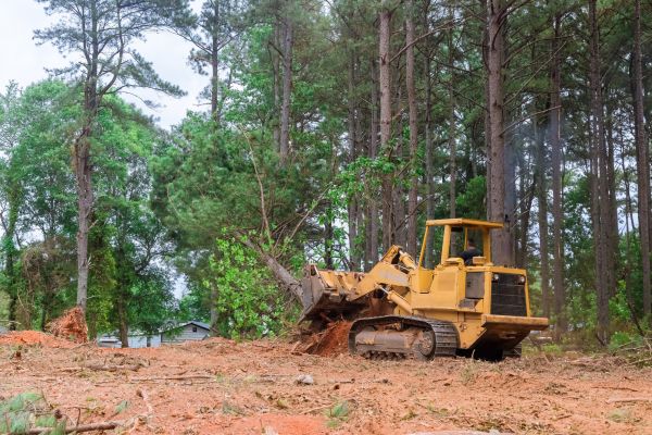 Forest Thinning in Gary