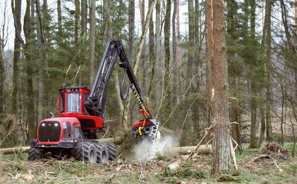 Cost of Forest Clearance Service in Gary