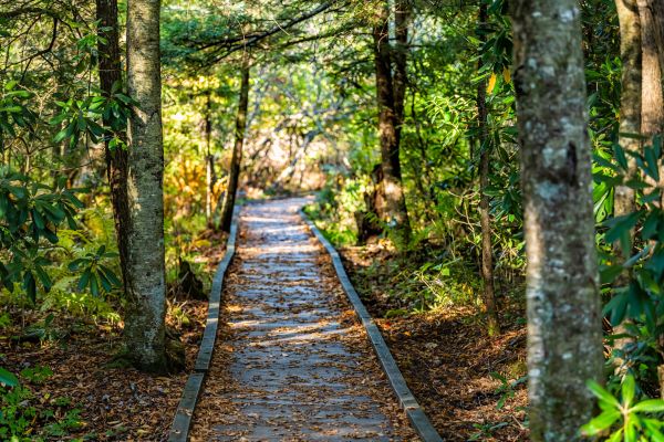 Cost of Trail Clearing in Gary