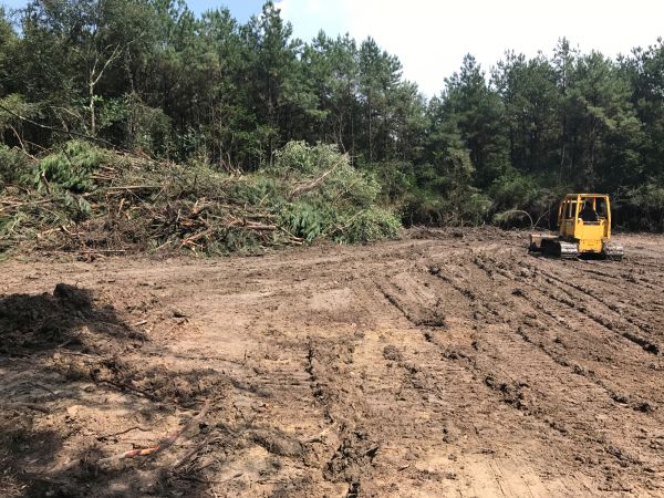 Cost of Thicket Clearing in Gary